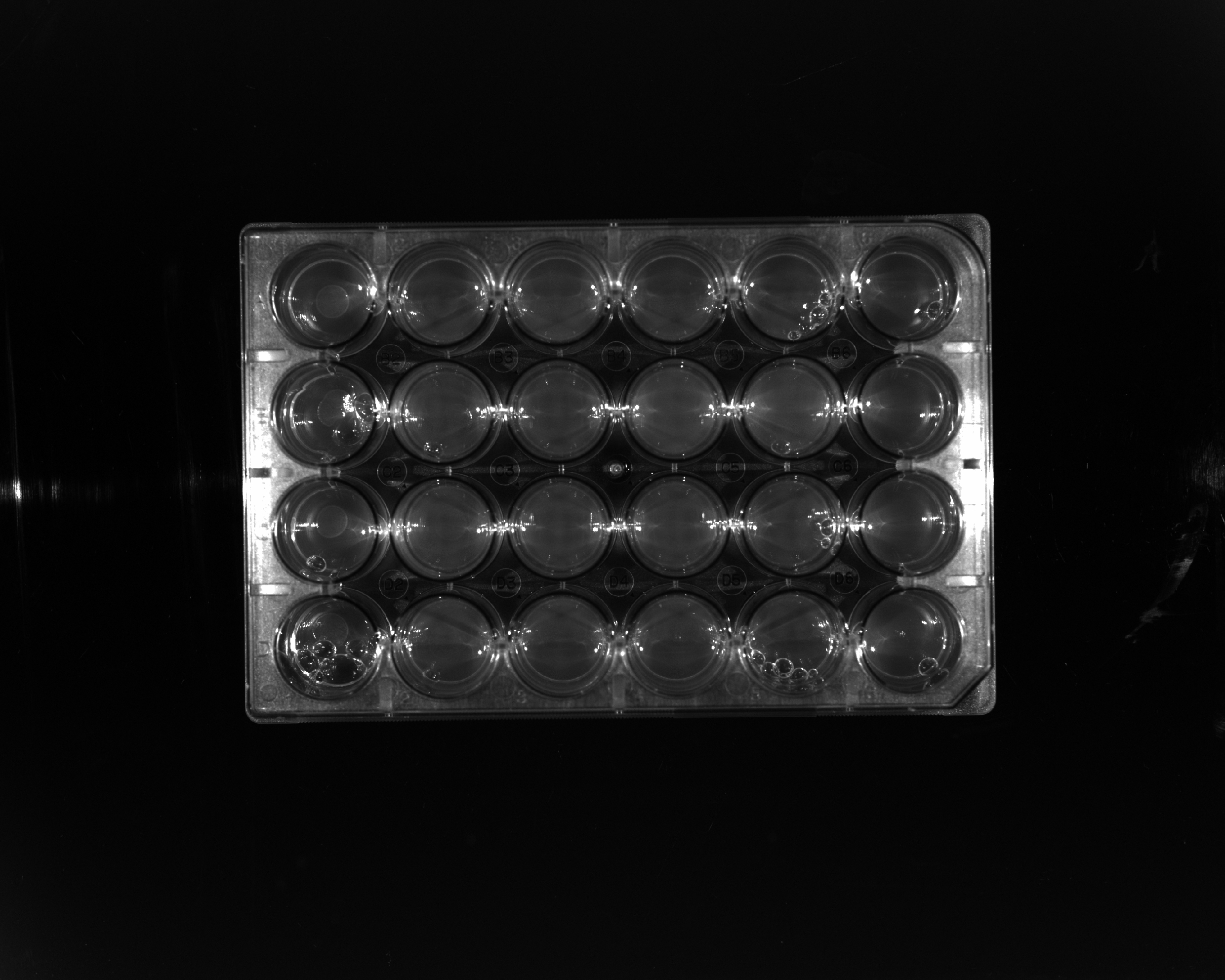 Spot Assay (30°C)