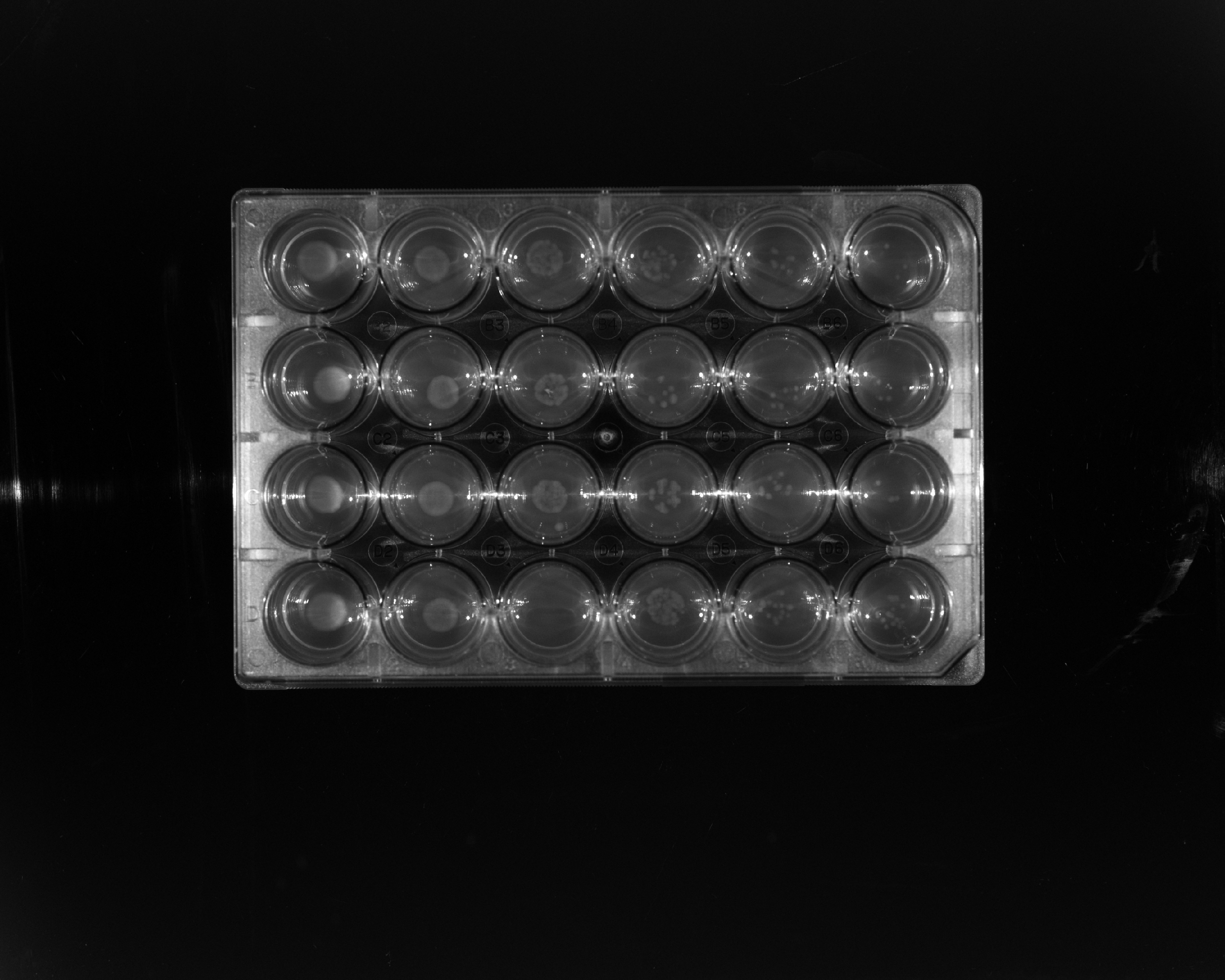 Spot Assay (37°C)