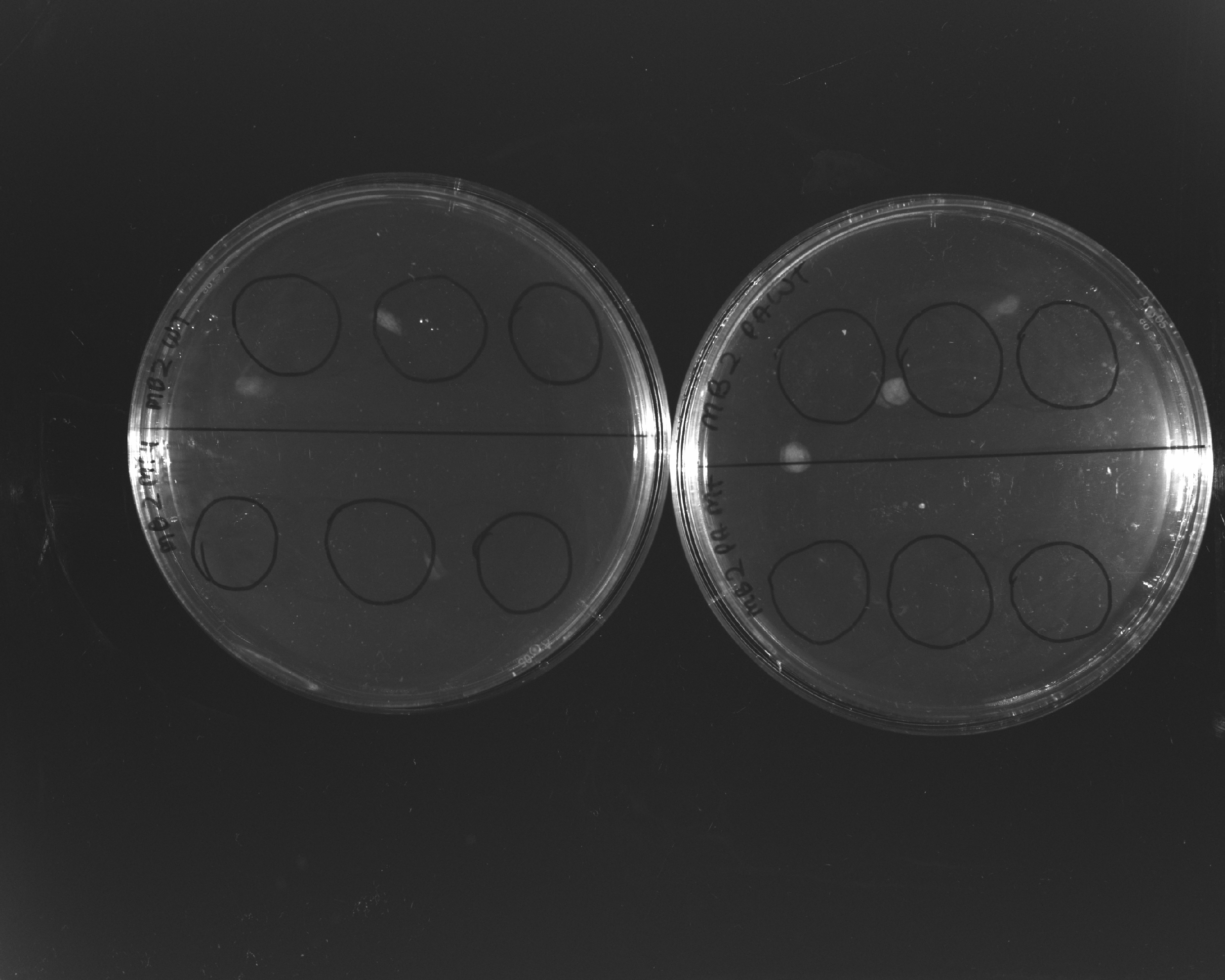 Motility Assay (M4, PA14, WT)