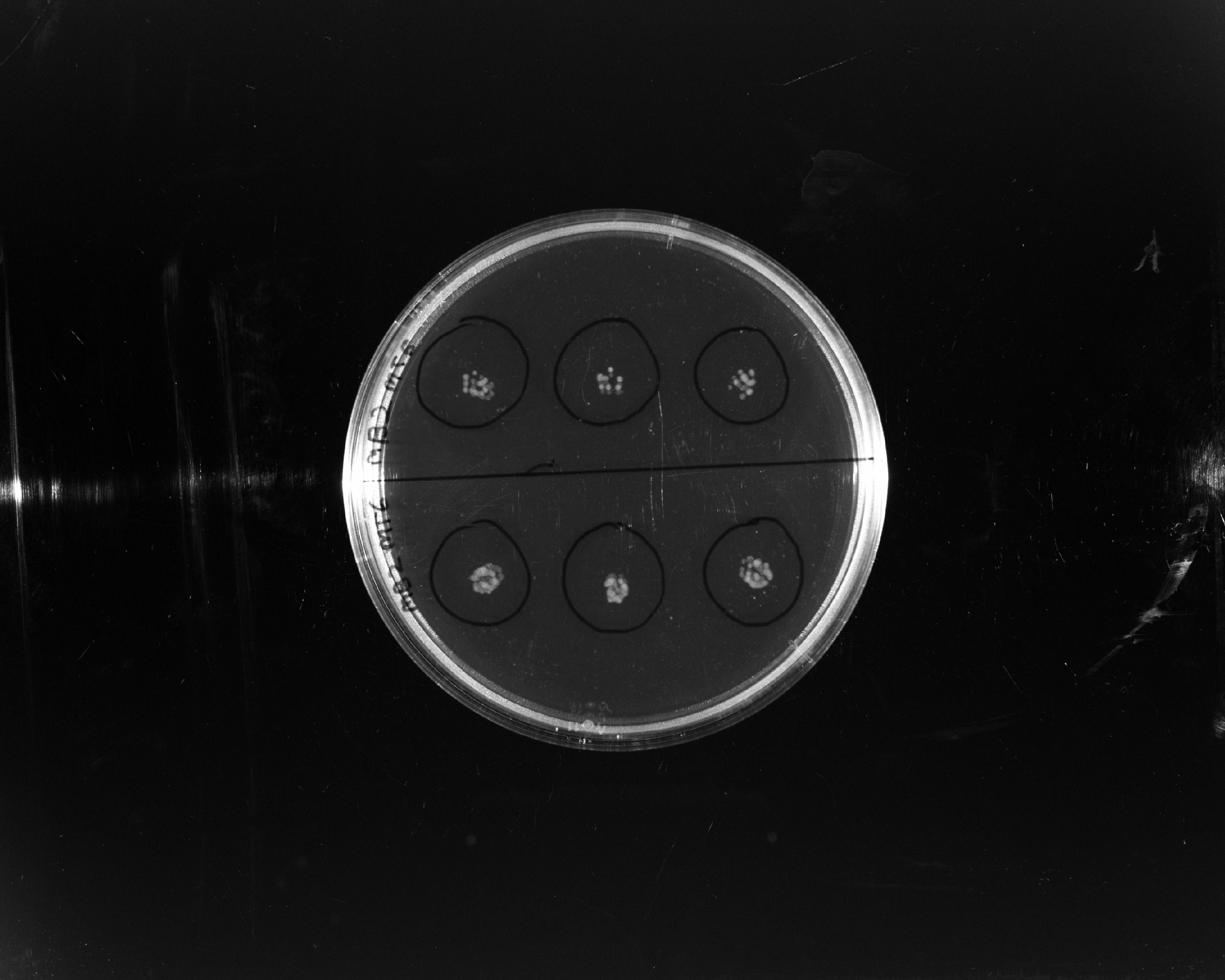 Motility Assay (M5, M6)