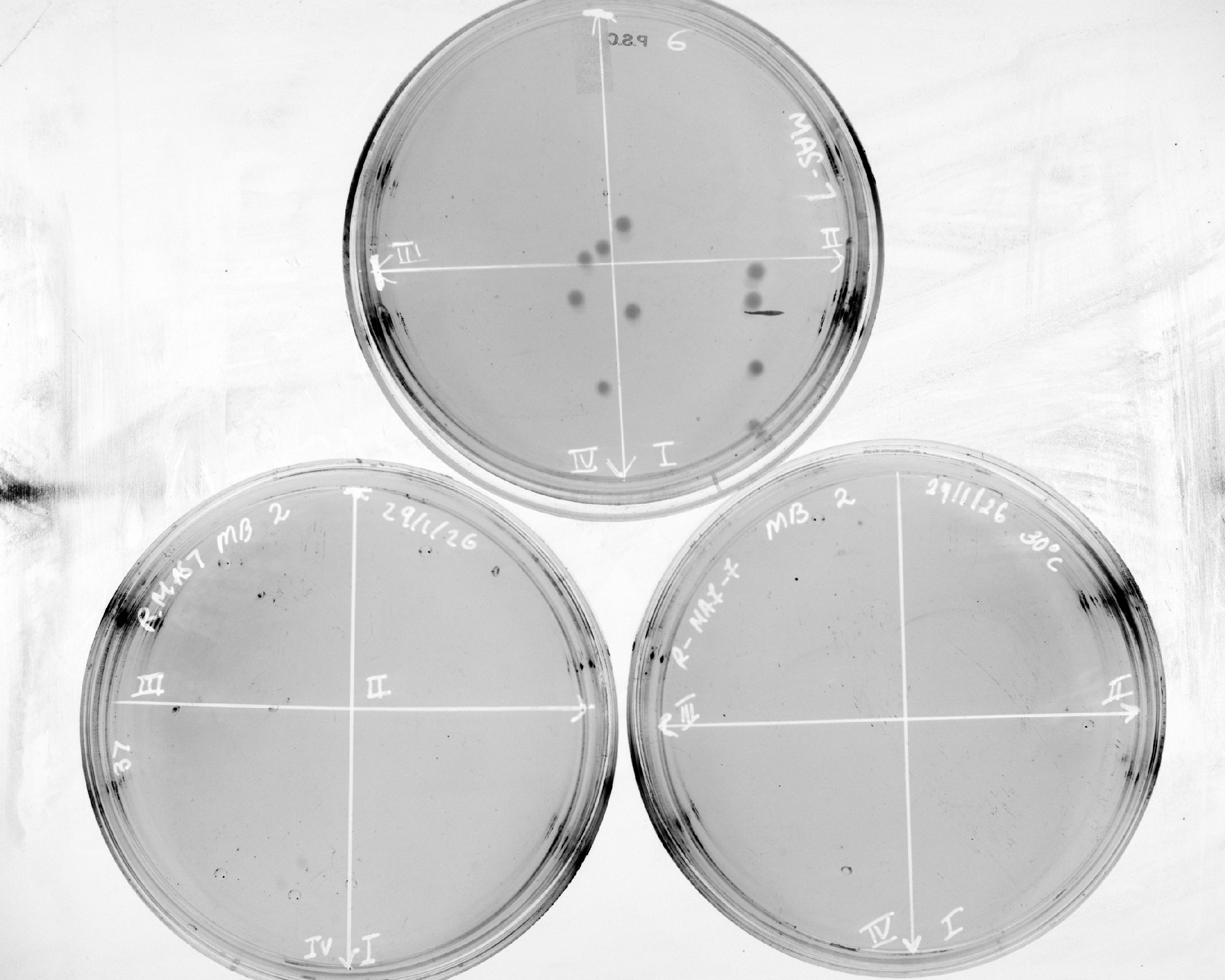 Master Plate 7 Replicas