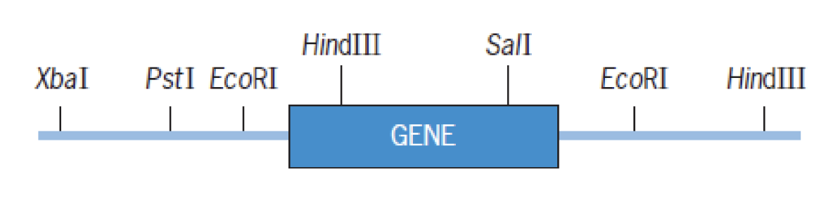 Gene of Interest