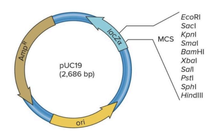 Plasmid Vector
