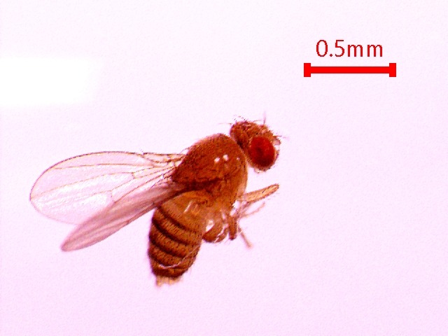Control fly
