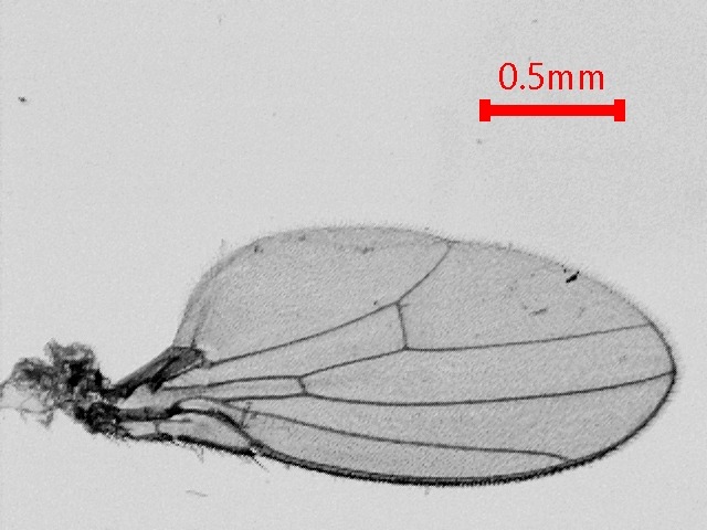Control wing