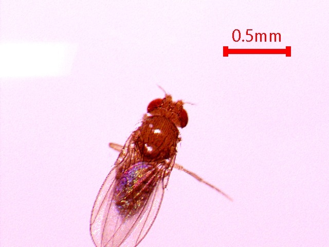 Selected fly