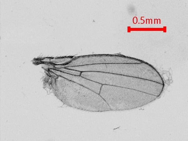 Selected wing